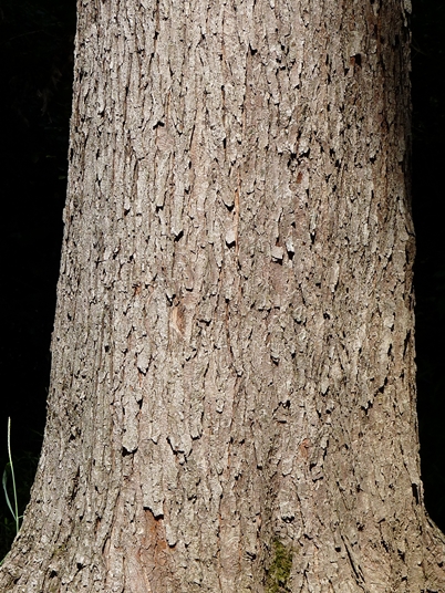 {Acer saccharinum}